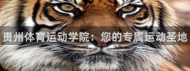 雨燕足球直播：贵州体育运动学院：您的专属运动圣地